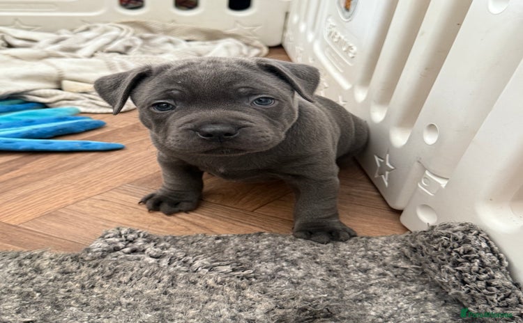 Staffordshire Bull Terrier dogs - Advert 5