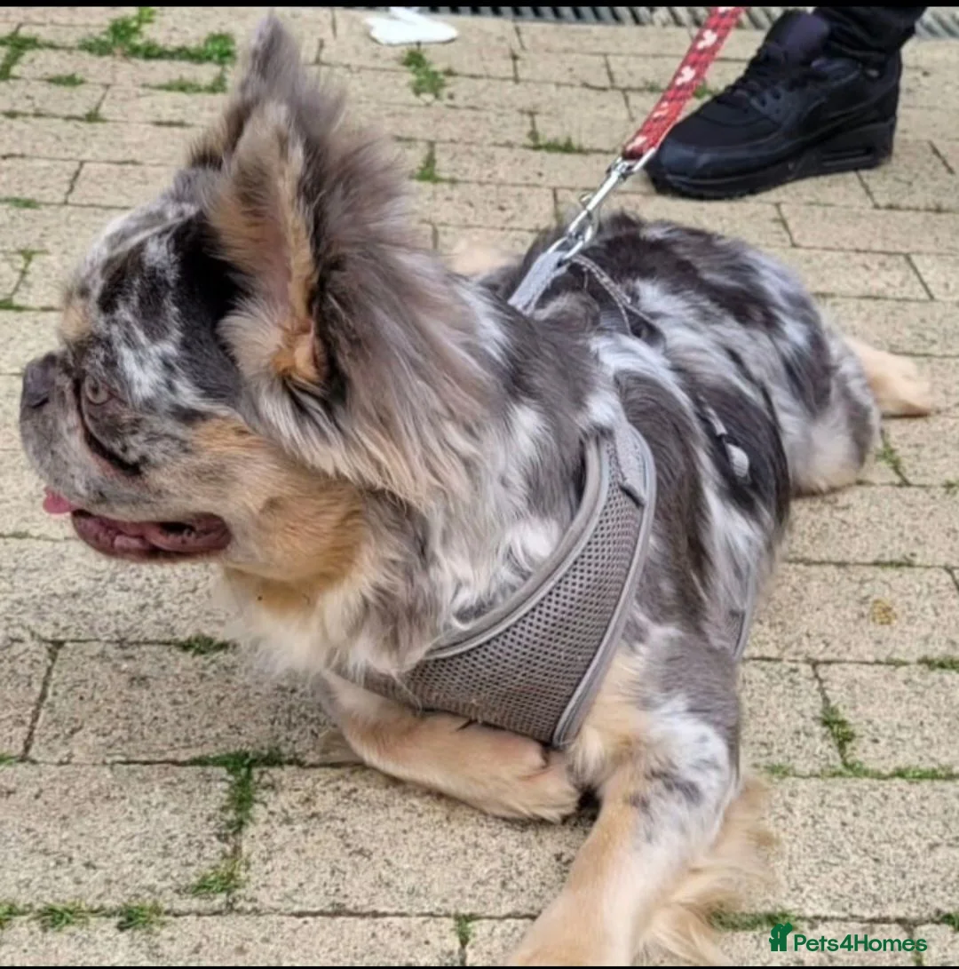 French Bulldog dogs for stud: Lucky Luciano the fluffy Merle French bulldog - Advert 4