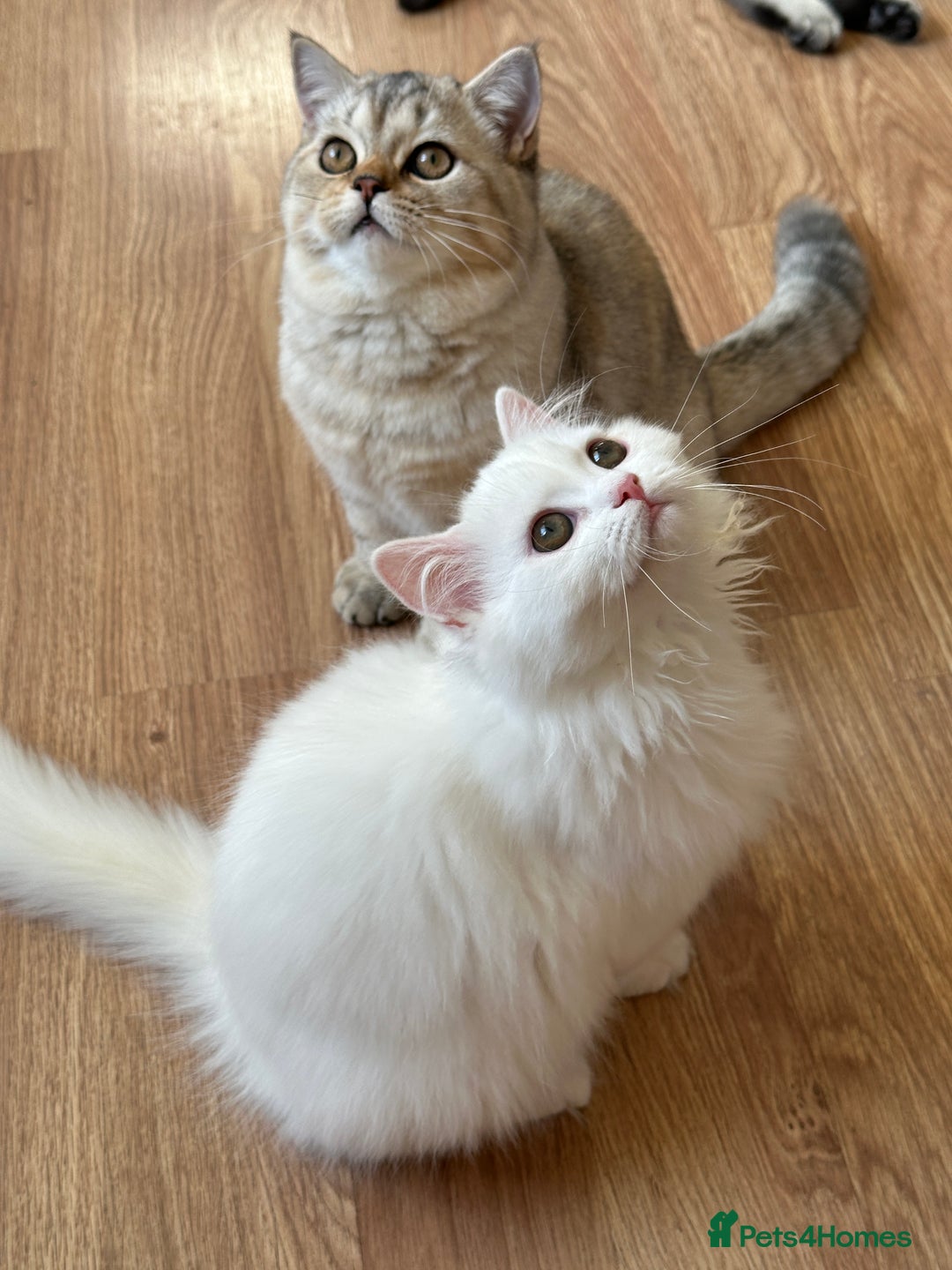 British Shorthair cats for sale: Gorgeous British Longhair & Shorthair Kittens - Advert 5