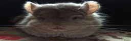 Chinchilla rodents for sale: A verity of Chinchillas rpa/rpac - Advert 27