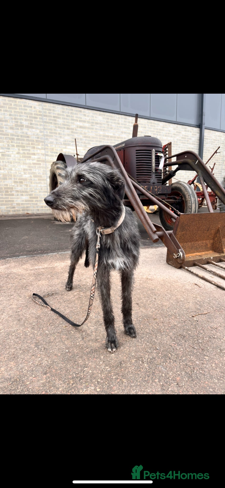 Lurcher dogs Bedlington/whippet lurcher puppies  - Advert 8