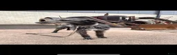 Lurcher dogs for sale: Bedlington/whippet lurcher puppies  - Advert 13