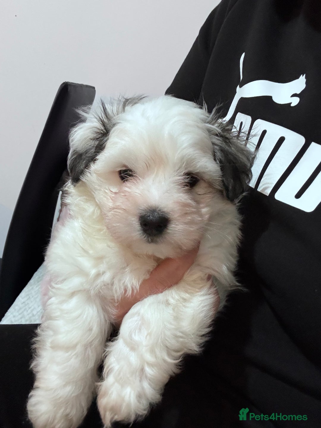 Bichon Frise dogs for sale: Adorable Puppies Ready for Their Forever Homes  - Image 21