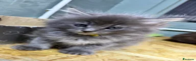 Maine Coon Kitten 4
