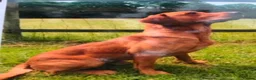 Labrador Retriever dogs for sale: Working line Labrador puppies - Advert 8