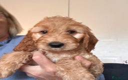 Irish Doodle dogs for sale: READY NOW! Miniature F1 Irish Doodles - Image 34