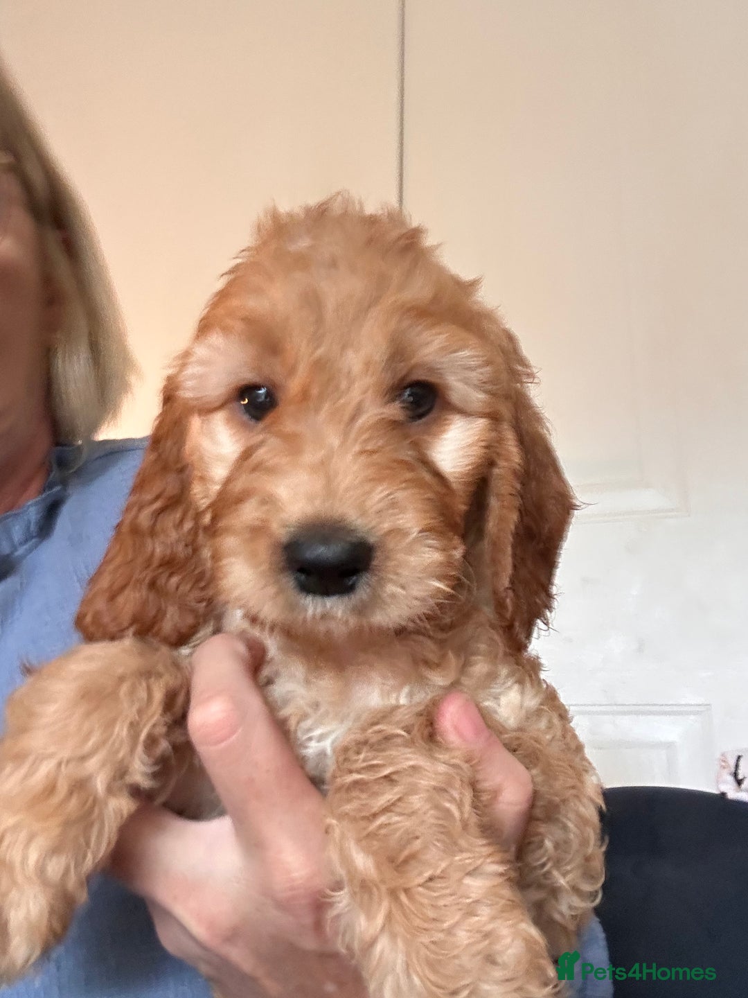 Irish Doodle dogs for sale: READY NOW! Miniature F1 Irish Doodles - Image 34