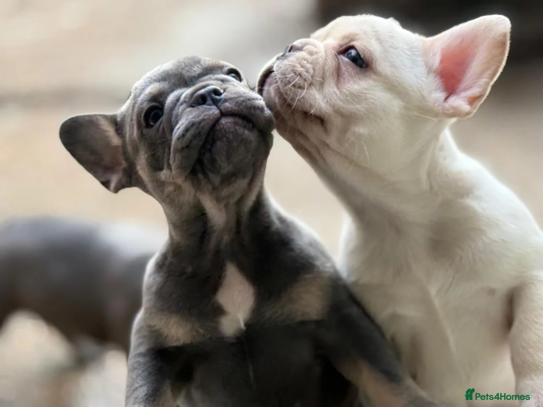 French Bulldog dogs for sale: Frenchies fluffy  in Hounslow - Advert 12