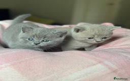 British Shorthair cats for sale: 🧶🇬🇧BSH blue &lilac boys 💎GCCF,ready November  - Image 4