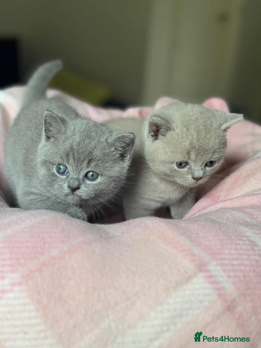 British Shorthair cats for sale: 🧶🇬🇧BSH blue &lilac boys 💎GCCF,ready November  - Image 4