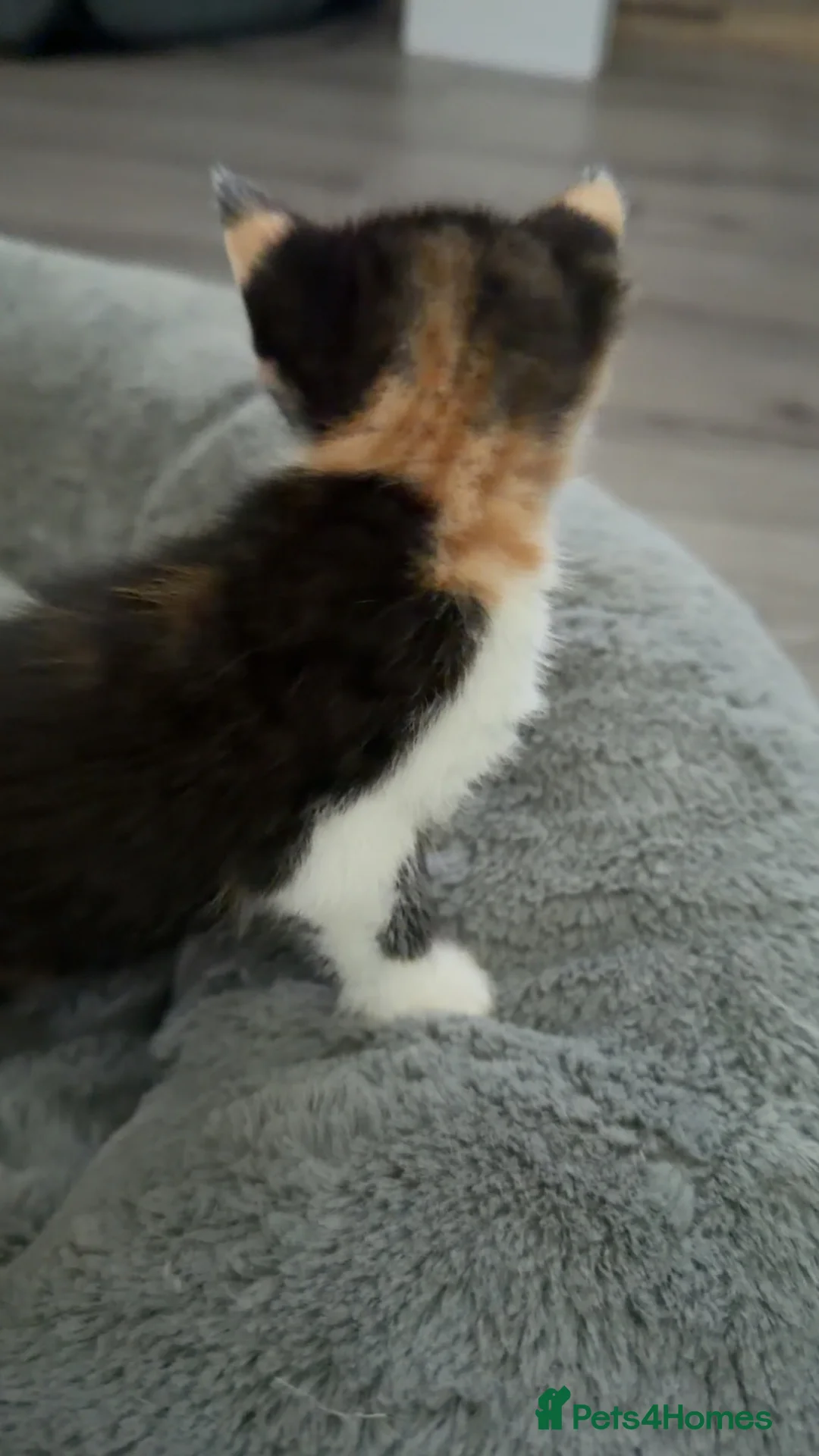 British Shorthair cats for sale: BSH X calico female for sale  - Advert 2