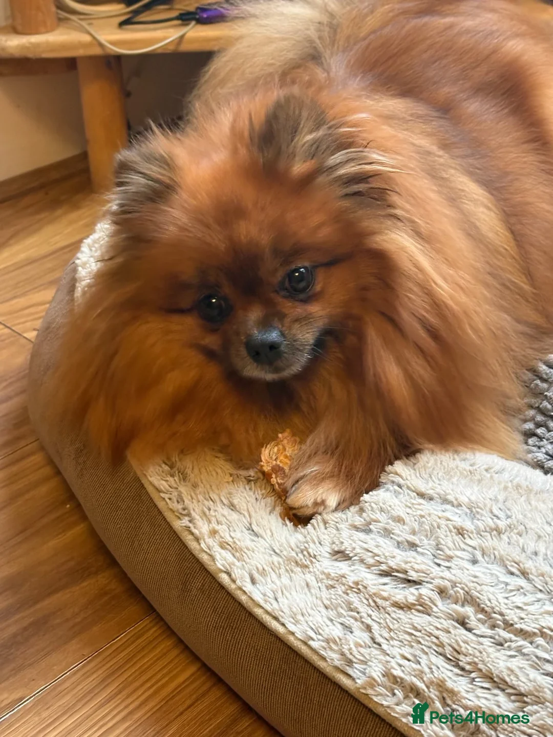 Pomeranian dogs for sale: Exceedingly Rare Red Pom puppy with green eyes  in Sheffield - Advert 9