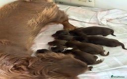 Miniature Dachshund dogs for sale: Pedigree long-haired miniature Dutch hounds - Image 3