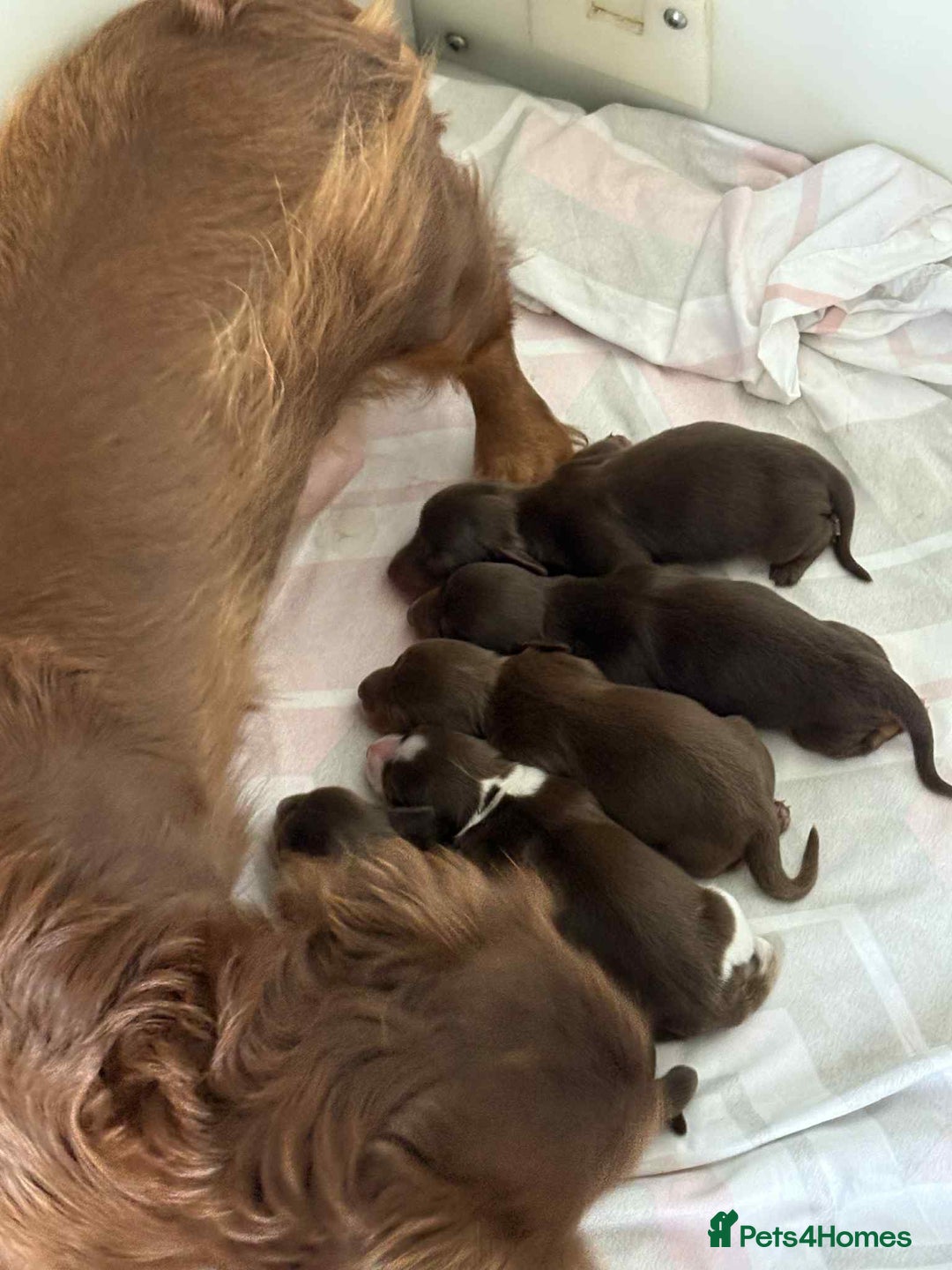 Miniature Dachshund dogs for sale: Pedigree long-haired miniature Dutch hounds - Image 3