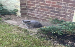 British Shorthair cats for sale: British shorthair  - Image 13