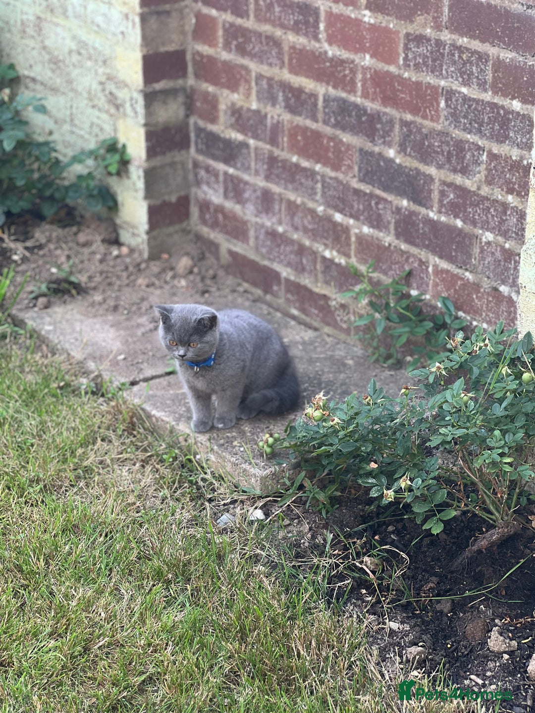 British Shorthair cats for sale: British shorthair  - Image 13