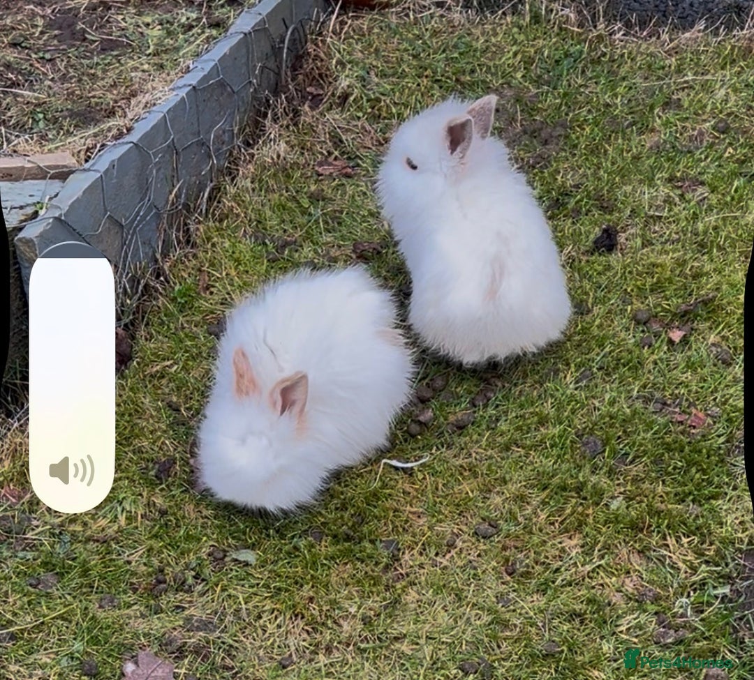 Mini Lion Lop rabbits for sale: Rabbit  - Advert 1