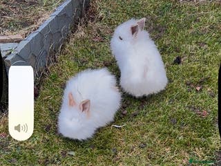 Mini Lion Lop rabbits Rabbit - Advert 2