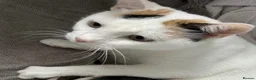 Mixed Breed cats for sale: 4 kittens looking for loving homes  - Advert 2