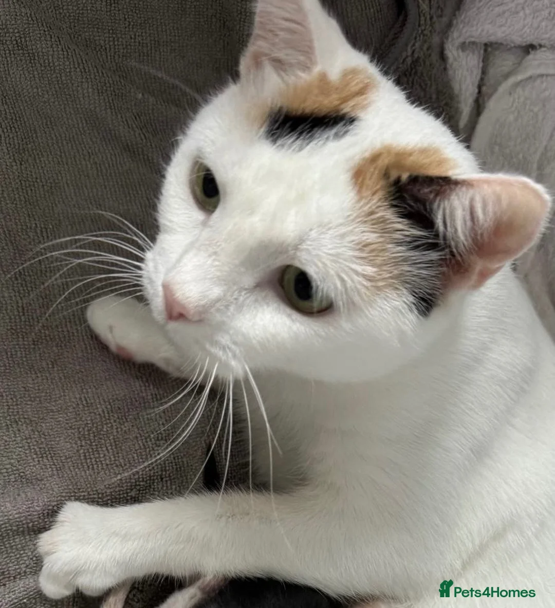 Mixed Breed cats for sale: 4 kittens looking for loving homes  - Advert 2