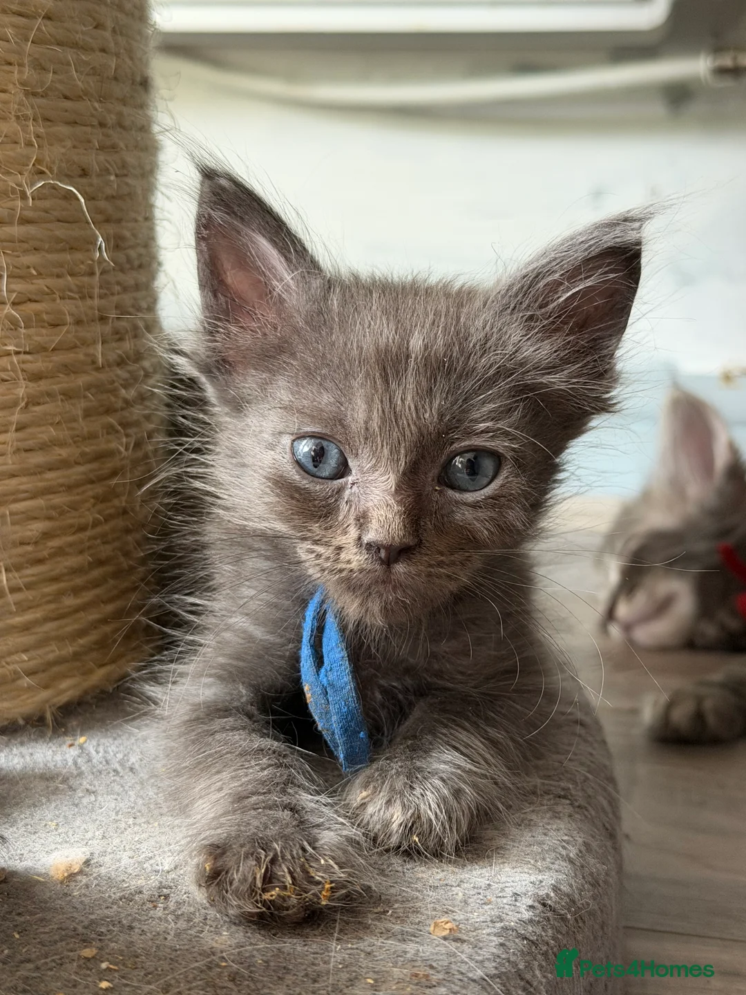 Ragcoon cats for sale: 1 left RagdollXMaine coon kitten ready to go  - Advert 1