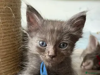 Ragcoon cats 6 beautiful Ragdoll X Maine coon kittens - Advert 1