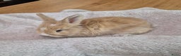 Angora rabbits for sale: Gorgeous Angora Rabbits,  Full (Maxi) faced - Advert 1