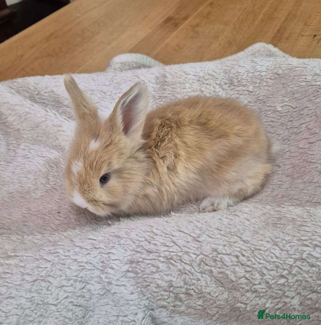 Angora rabbits for sale: Gorgeous Angora Rabbits,  Full (Maxi) faced - Advert 1