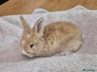 Angora rabbits Gorgeous Angora Rabbits, Full (Maxi) faced - Advert 1