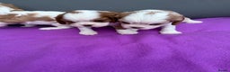 Cavalier King Charles Spaniel dogs for sale: Adorable Cavalier King Charles Spaniel  - Advert 19