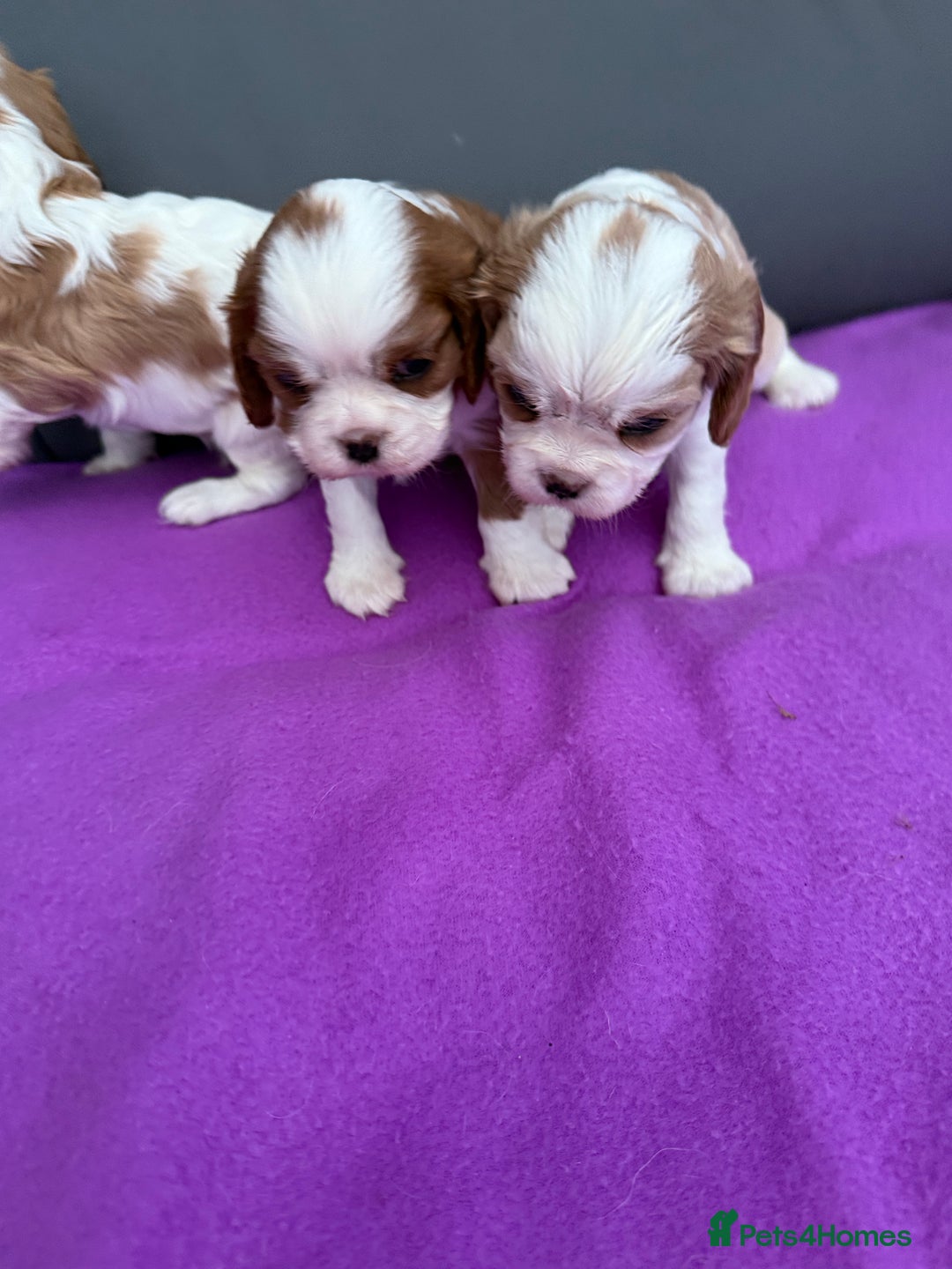 Cavalier King Charles Spaniel dogs for sale: Adorable Cavalier King Charles Spaniel  - Advert 19