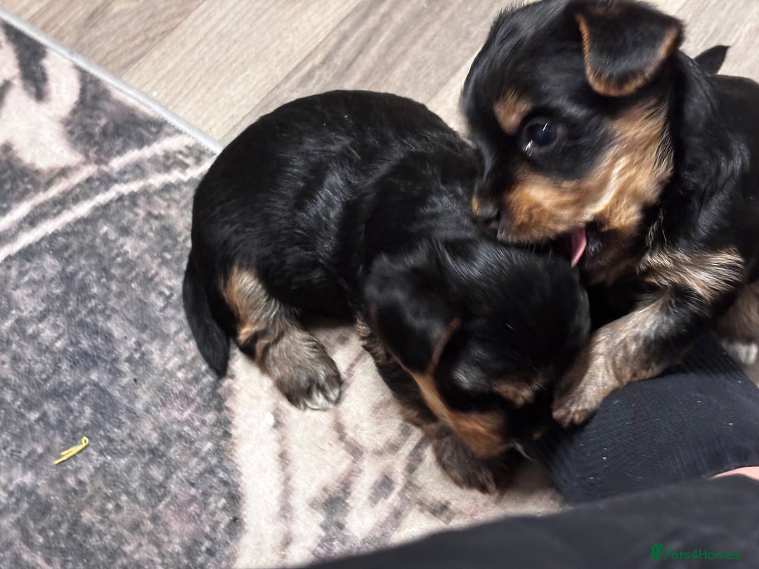 Yorkshire Terrier dogs for sale: Puppy🐶 - Advert 9