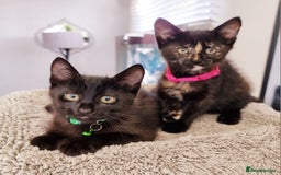 Mixed Breed cats for sale: Norwegian x pixiebob kittens mix available  - Image 14