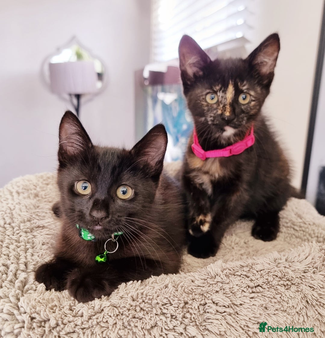 Mixed Breed cats for sale: Norwegian x pixiebob kittens mix available  - Image 14