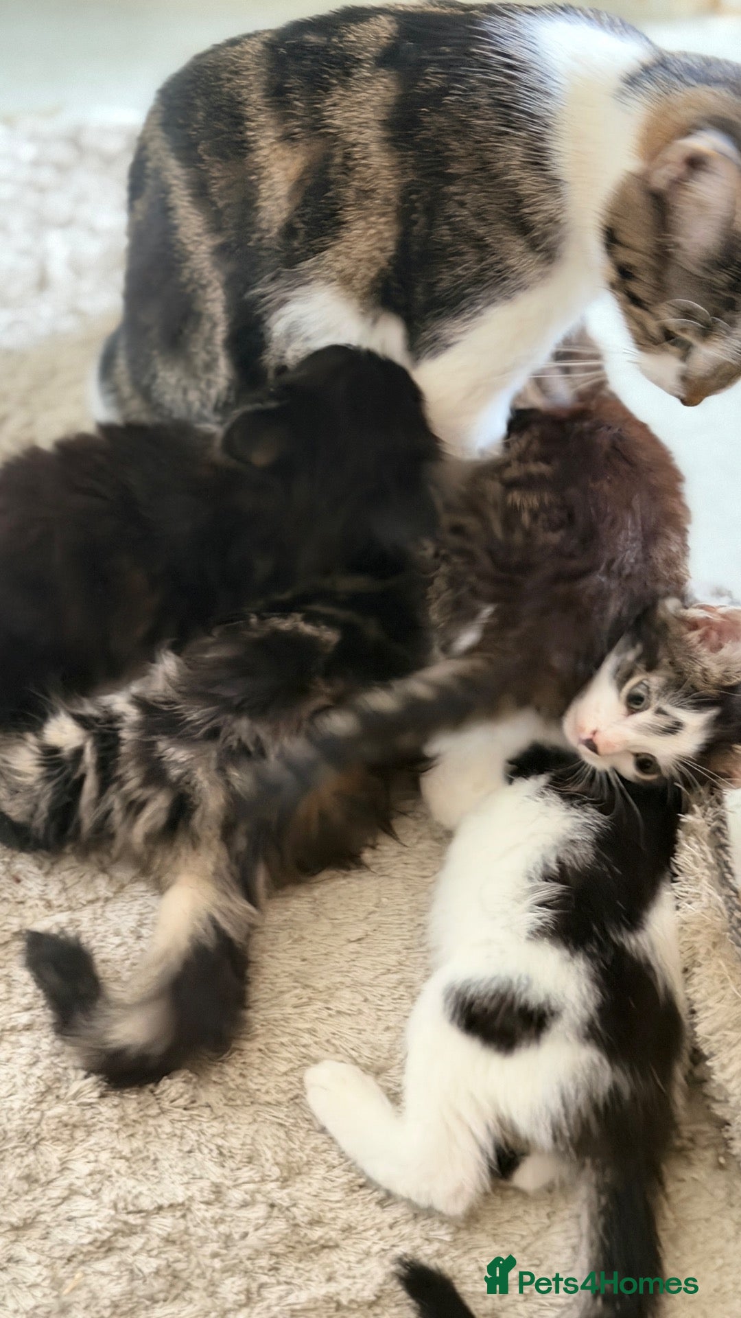 British Shorthair cats Tabby kittens, litter trained and healthy. - Advert 2