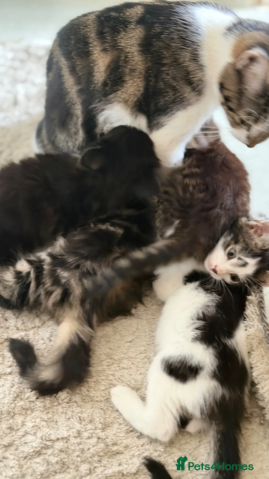 British Shorthair cats for sale: Tabby kittens, litter trained and healthy. - Advert 2
