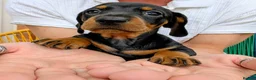 Dachshund dogs for sale: LET DOWN ON LAST PUPPY DACHSHUND  - Advert 7