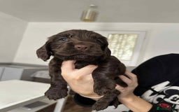 Cocker Spaniel dogs for sale: Cocker spaniel puppy  - Image 2
