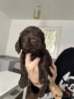 Cocker Spaniel dogs - Advert 9