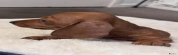 Miniature Dachshund dogs for sale: REDUCED AND READY for their new homes! KC PUPPIES! - Advert 11