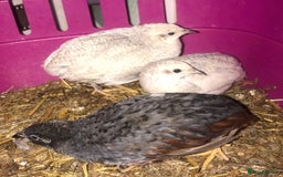 Quail poultry for sale: SEXED CHINESE PAINTED BUTTON QUAILS AVAILABLE ! - Image 10