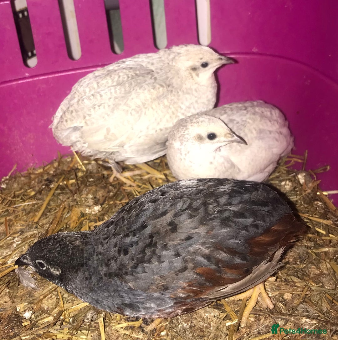 Quail poultry for sale: SEXED CHINESE PAINTED BUTTON QUAILS AVAILABLE ! - Image 10