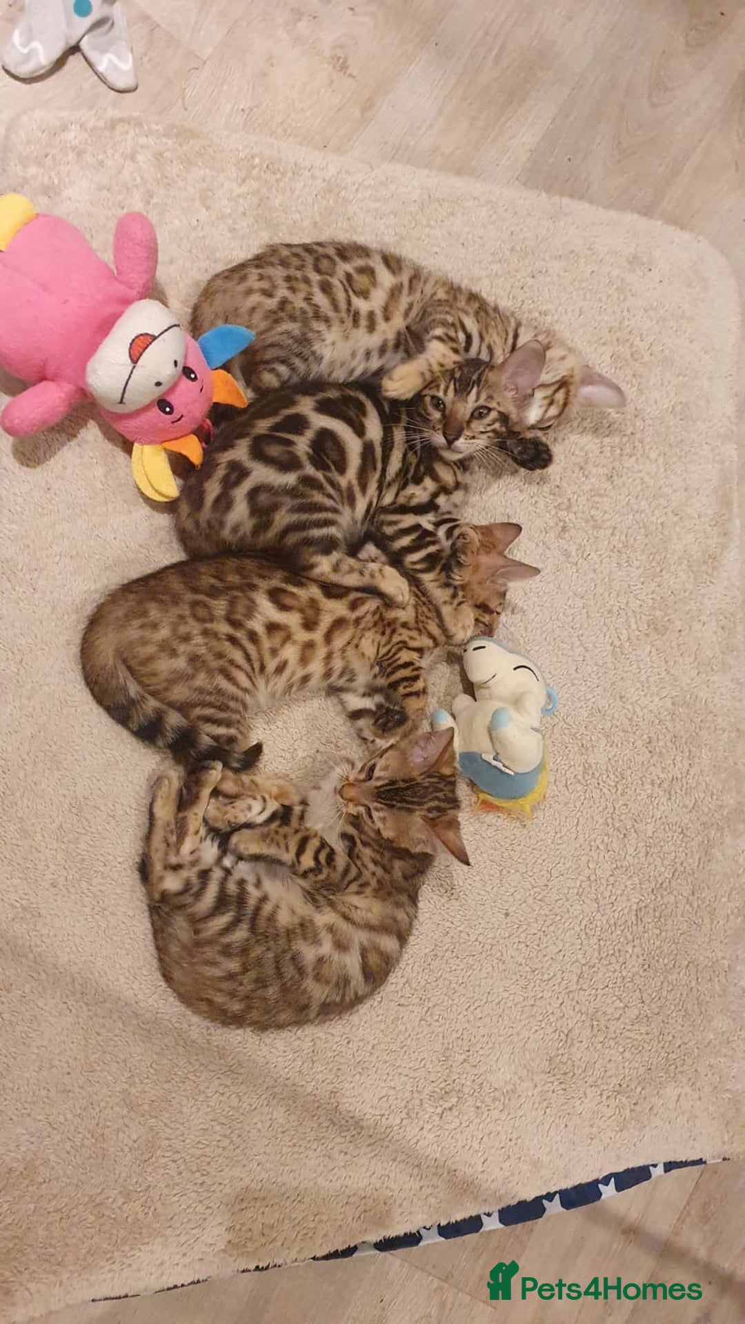 Bengal cats for sale: 🔥✨Pedigree TICA-Registered Bengals - Advert 4