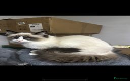 Ragdoll cats for sale: Female - Image 4