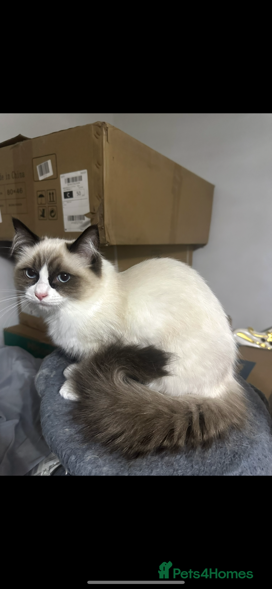 Ragdoll cats for sale: Female - Image 4