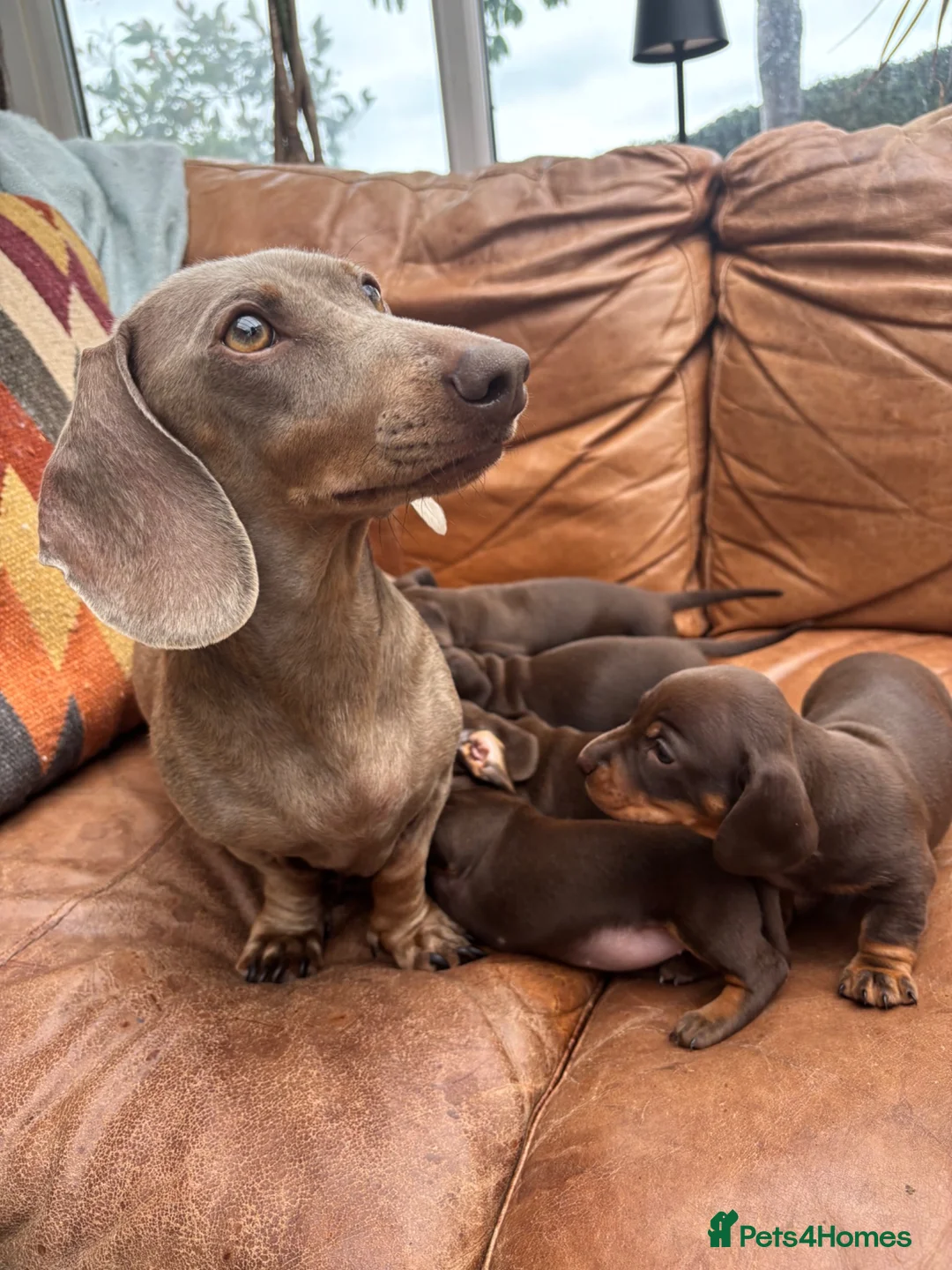 Miniature Dachshund dogs for sale: Beautiful KC Chocolate and Tan Mini Dachshunds - Advert 1