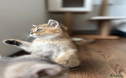 Scottish Fold cats for sale: ✨ Gorgeous Playful Kittens Ready Now ✨ - Image 5