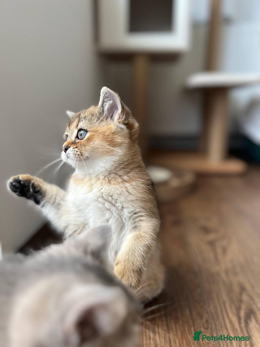 Scottish Fold cats for sale: ✨ Gorgeous Playful Kittens Ready Now ✨ - Image 5