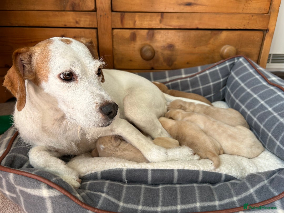Mixed Breed dogs for sale: READY 2 left - cocker spaniel mix.  - Image 11
