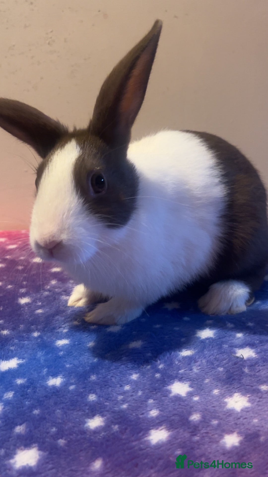 Dutch rabbits for sale: ‼️4 pure bred Dutches ready soon‼️ - Advert 7